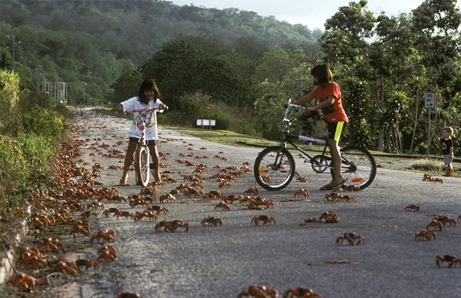 christmas-island-crab-swarms-migration-explained-bikes_25585_big.jpg